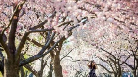 Etika Menikmati Keindahan Pohon Sakura di Jepang