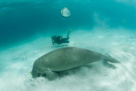 Pantai Dugong: Keindahan Bawah Laut dan Konservasi di Bintan yang Wajib Dikunjungi