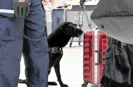 Anjing Pelacak di Bandara Narita Jepang Siap Deteksi Uang Tunai Ilegal