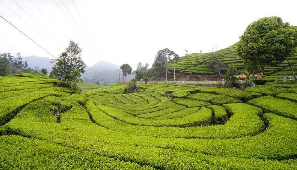 Liburan ke Ciwidey? Ini 10 Tempat Wisata yang Sayang untuk Dilewatkan
