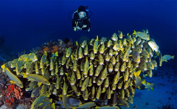 Keindahan Dunia Bawah Laut Asia: Inilah Spot Diving Paling Spektakuler