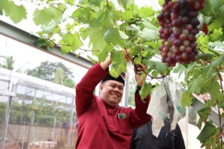 Kebun Anggur Tropis di Bintan: Eco Wisata Unik yang Berawal dari Hobi di Pekarangan Rumah