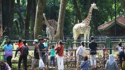 Liburan Sambil Belajar? Coba Kunjungi 5 Kebun Binatang Ini, Anak Dijamin Ketagihan!