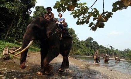 Belum Banyak yang Tahu, Tangkahan Ternyata Simpan Pesona Gajah & Hutan Ajaib!