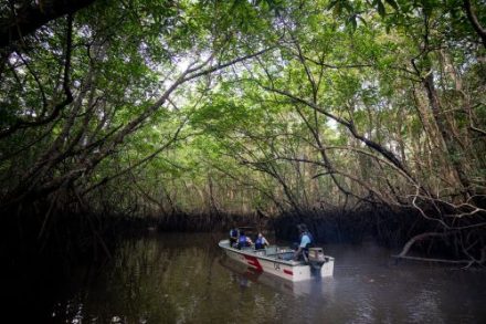 Wisata Mangrove Eksotis di Bintan Ini Tawarkan Sunset, Monyet Liar, hingga Pertunjukan Kunang-Kunang!