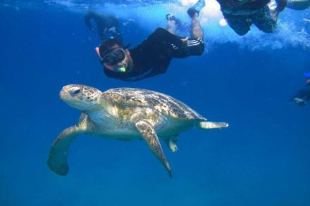 Liburan ke Perhentian Island Malaysia: Surga Diving, Snorkeling, dan Konservasi Penyu