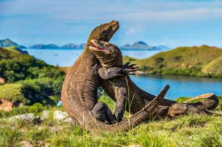 Labuan Bajo Terpilih Jadi Destinasi Terbaik Dunia 2026 Versi CN Traveller, Kalahkan Bali dan Destinasi Asia Tenggara Lainnya
