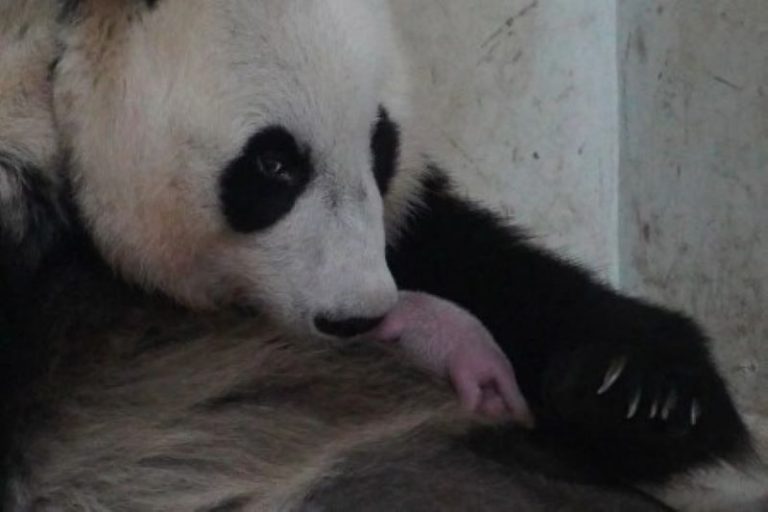 Sejarah Baru Taman Safari! Panda Raksasa Melahirkan, Presiden Prabowo Beri Nama Satrio