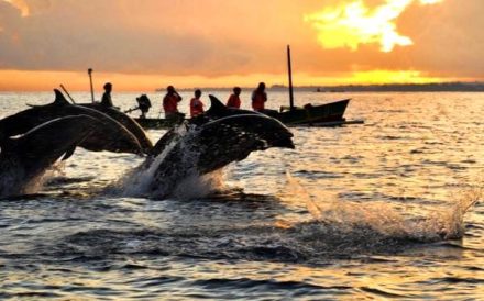 Libur Nataru 2026 ke Bali Utara, Pantai Lovina Suguhkan Sunrise dan Atraksi Lumba-lumba