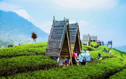 Serasa Jalan di Atas Awan! Wayang Windu Panenjoan Pangalengan Tawarkan Sky Bridge di Tengah Kebun Teh Hijau