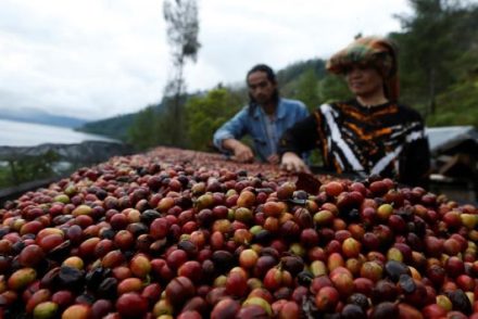 5 Wisata Kopi Terbaik di Indonesia, Surga Ngopi dengan View Alam yang Bikin Betah!