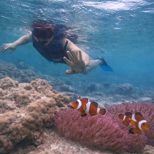 5 Spot Snorkeling Terbaik di Batam, Ada Surga Bawah Laut yang Dijuluki Raja Ampat Kepri!